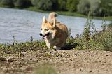 CORGI PEMBROKE 735